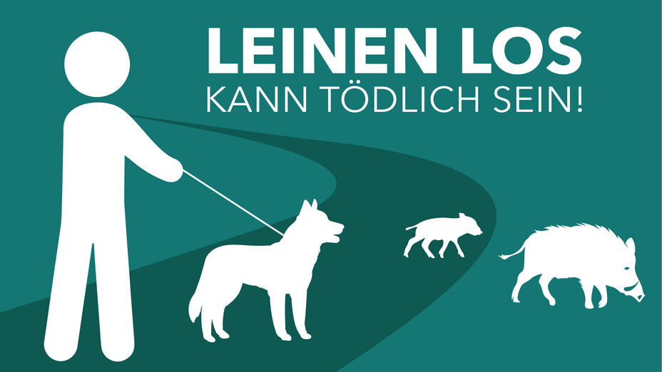 Schweinepest in Hessen - (c) HMLU