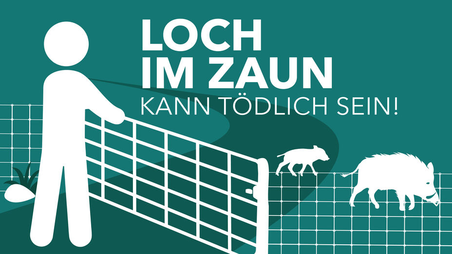 Schweinepest in Hessen - (c) HMLU