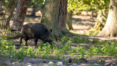 Ein Wildschwein im Wald.