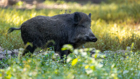 Wildschwein im Wald Ein Wildschwein auf einer Lichtung.