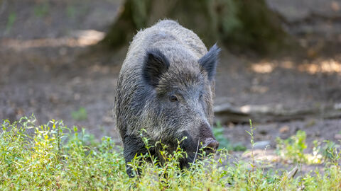 Ein Wildschwein im Wald.