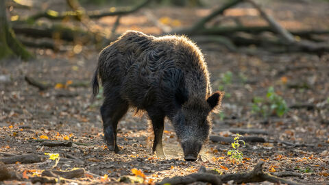 Wildschwein im Wald Ein Wildschwein im Wald.