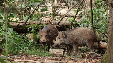 Wildschweine im Wald Wildschweine im Wald