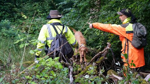 Kadaversuchteam Zwei Männer laufen im Wald durch dichtes Unterholz auf der Suche nach toten Wildschweinen. Mit dabei ist ein Kadaversuchhund.