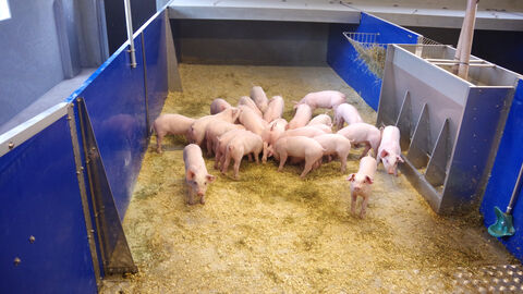 Hausschweine im Stall auf dem Eichhof Rund 20 Hausschweine befinden sich in einem Schweinestall.