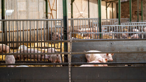 Hausschweine im Stall.