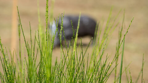 Im Vordergrund grünes Buschwerk, im Hintergrund unscharf ein Wildschwein.