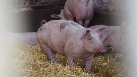 Ein Hausschwein steht im Stroh in einem Schweinestall