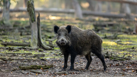 Wildschwein im Wald
