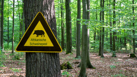 In Hessen ist die ASP ausgebrochen Schild mit der Aufschrift Afrikanische Schweinepest im Wald