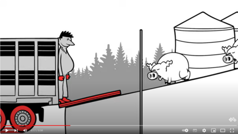 Ein LKW-Fahrer steht an der Laderampe seines Fahrzeugs und nimmt Schweine zum Transport in Empfang. Rot markierte Bereich am Fahrzeug und LKW-Fahrer weisen darauf hin, dass es sich um Verschmutzungen handelt. Beim Verladen muss verhindert werden, dass diese Verschmutzungen in den sauberen Innenbereich gelangen. 