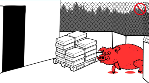 Eine Grafik zeigt ein Wildschein, das einen Schweinehaltungsbetrieb durch ein offenes Tor betritt und mit der Afrikanischen Schweinepest infiziert ist.