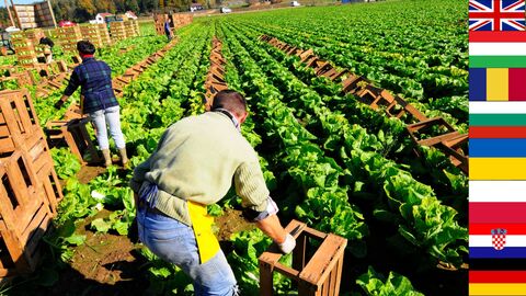 Erntehelfer auf dem Feld bei der Arbeit. Am Bildrand: Flaggen mehrerer Nationen