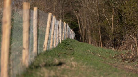 Festzaun am Waldrand