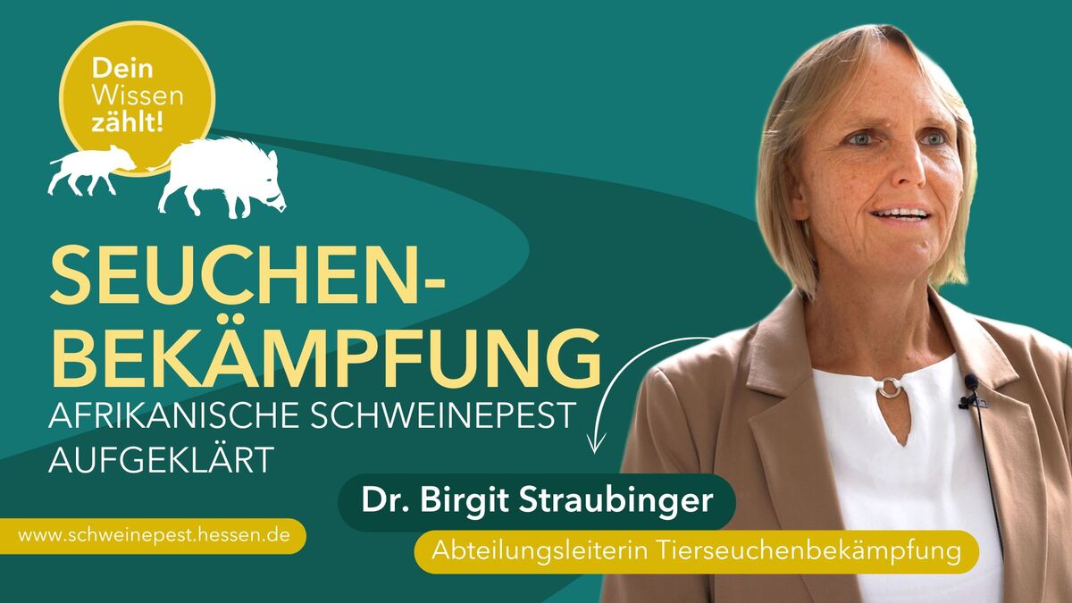So läuft die Tierseuchenbekämpfung in Hessen ab | schweinepest.hessen.de